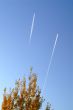 tree with airplane