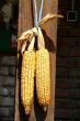 corncob