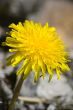 Dandelion yellow