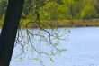 Three with new leaves