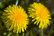 Two dandelions