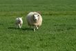 a sheep on green