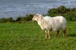a sheep on green