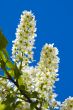 Bird-cherry flowers