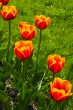 Red tulips