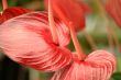 anthurium
