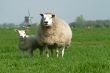 a sheep on green