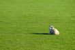 sheep on green