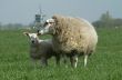 a sheep on green