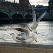 three gulls at the thames