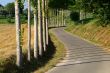 birches