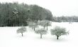 winter landscape