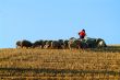 sheepherd