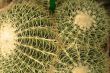 cactus detail