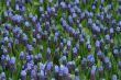  blue hyacinth