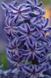 blue hyacinth