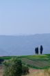 cypresses