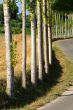 birches