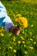 Bouquet over dandelions field background