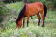 Horse in a meadow