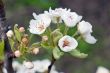 Pear Blossom