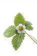strawberry plant