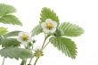 strawberry plant
