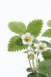 strawberry plant