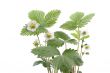 strawberry plant