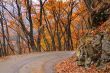 Autumn road