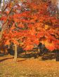 Autumn colors