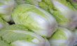 Chinese cabbages