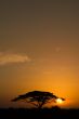 Acacia Tree at Sunrise