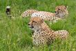 Cheetahs