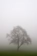 Tree in the Fog