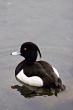 Tufted Duck