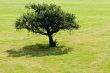 Tree on grassland