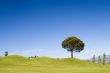 Tree on Golf Field