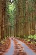 Forest autumn path