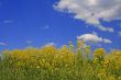 summer fields