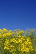 yellow flowers and blue sky