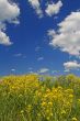 cloudscape and flowers