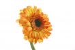 orange daisy