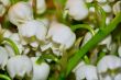 lily of the valley