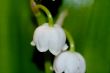 lily of the valley