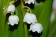 lily of the valley