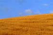 cornfield