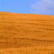 cornfield