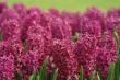violet  hyacinth