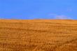 cornfield